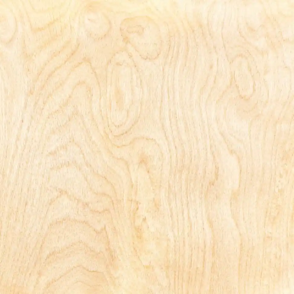 Bouleau - Bois intemporel